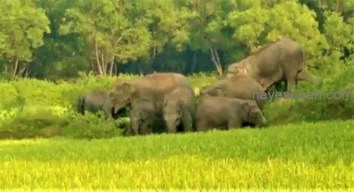 रतनपुर गांव से सटे जंगल में हाथियों का झुंड