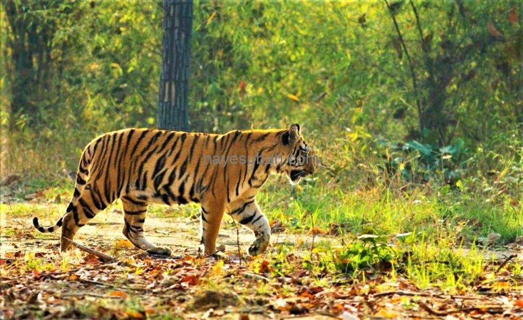  बिहार का दूसरा टाइगर रिजर्व बनने की संभावना