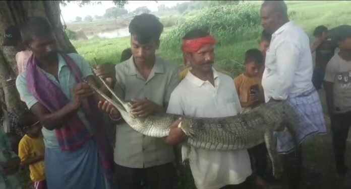 मृत घड़ियाल को पोस्टमार्टम के लिए ले जाते कर्मी
