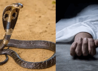 खाना बनाने के लिए उपला निकालने गई छात्रा को सर्प ने डँसा, रास्ते में हुई मौत