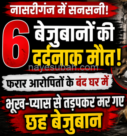 NS News