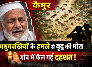 कैमूर में दर्दनाक हादसा: मधुमक्खियों के झुंड ने वृद्ध पर किया जानलेवा हमला, इलाज के दौरान मौत NS News
