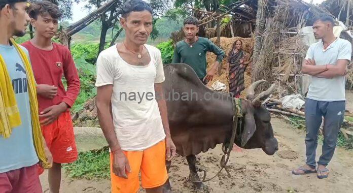आग में झुलसी गाय के साथ पीड़ित मवेशी पालक