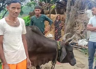 आधी रात पशुशाला में भड़की आग, गर्भवती गाय समेत कई मवेशी झुलसे; भूसा भी हुआ खाक NS News